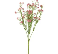 Acker-Witwenblume