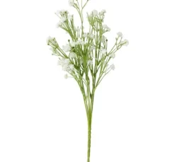 Acker-Witwenblume