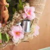 Apfelblüten Zweig