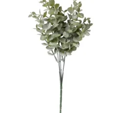 Buchsbaum Zweig "Evergreen"