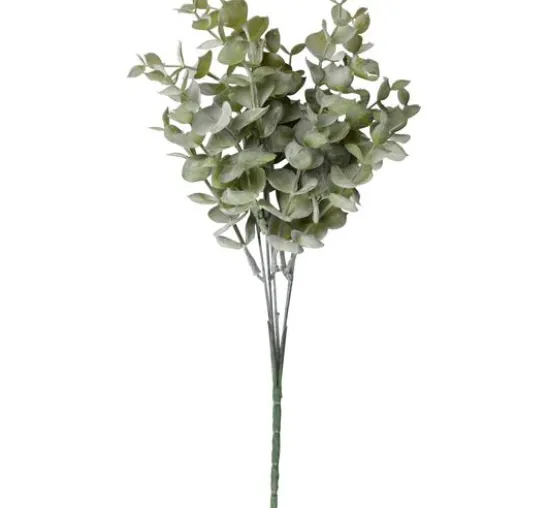 Buchsbaum Zweig "Evergreen"