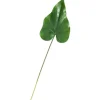 Calla-Blatt "Lily"