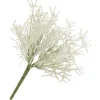 Calocephalus Pick