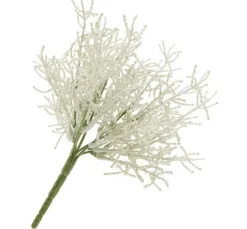 Calocephalus Pick