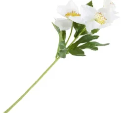 Christrose mit 3 Blüten