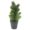 Edeltannenbaum "Rory" im Topf