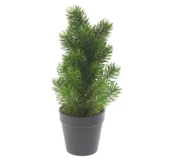 Edeltannenbaum "Rory" im Topf