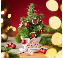 Edeltannenbaum "Rory" im Topf