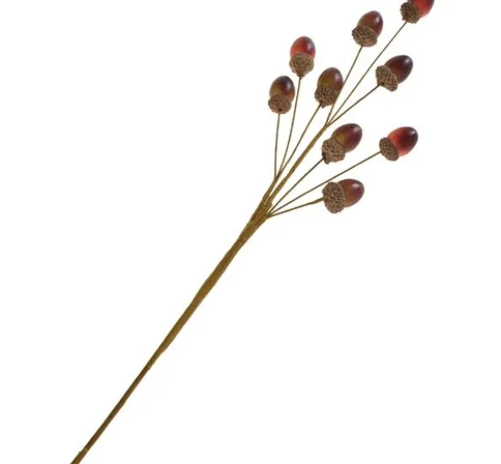 Eichel-Zweig