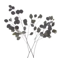 Eukalyptus