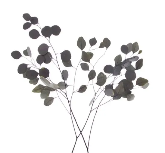 Eukalyptus