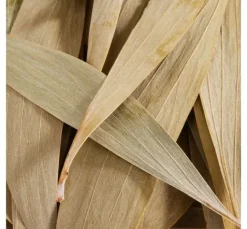 Eukalyptus Blätter, 100 g