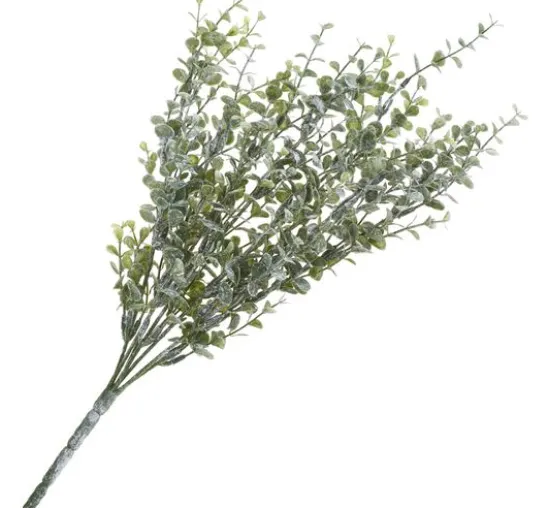 Eukalyptus-Busch