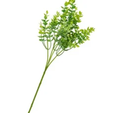 Eukalyptus-Busch, green
