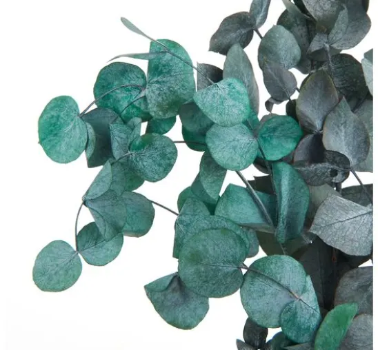 Eukalyptus Cinerea