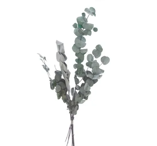 Eukalyptus Cinerea
