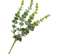Eukalyptus-Pick