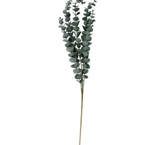 Eukalyptus Zweig "Evergreen"