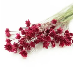 Hillflower