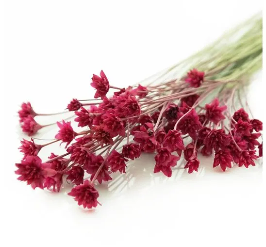 Hillflower
