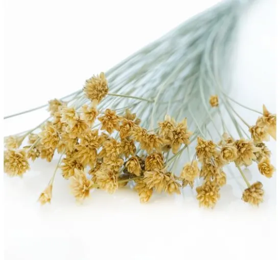 Hillflower