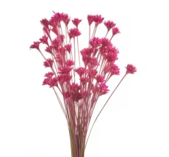 Hillflower