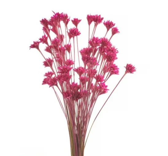 Hillflower