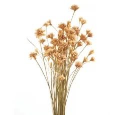 Hillflower
