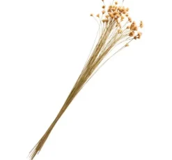Hillflower