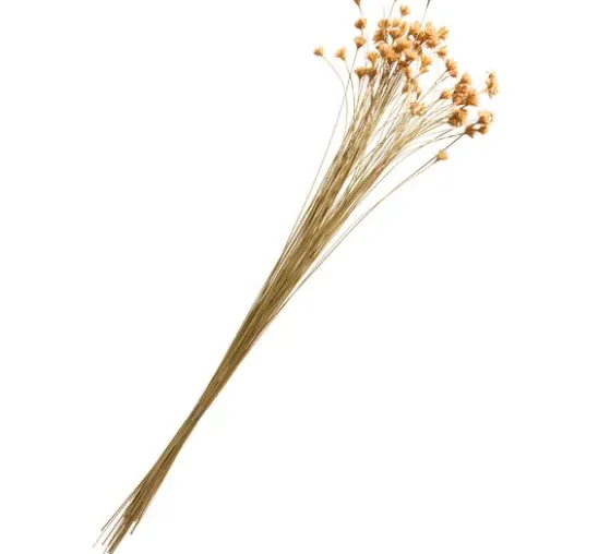 Hillflower