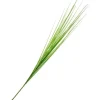 Isolepsis Gras