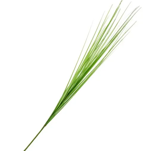 Isolepsis Gras