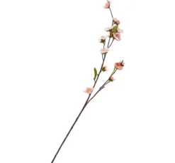 Kirschblüten-Zweig