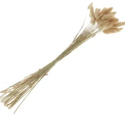 Lagurus
