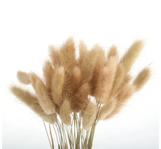Lagurus