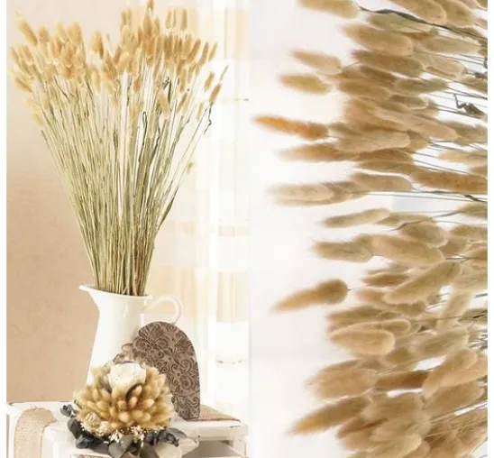 Lagurus