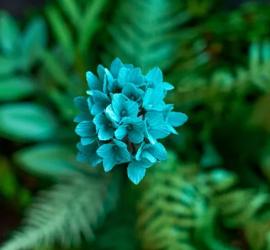 Lia Griffith, Floristenkrepp "Botanical Garden"