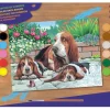 Malen nach Zahlen "Bassethunde"