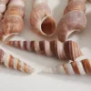 Muschelmix, natural