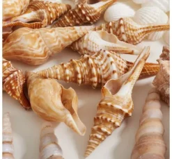 Muschelmix, natural