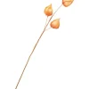 Physalis-Zweig