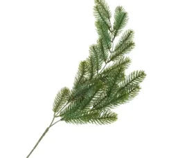 Pinien-Zweig