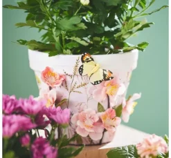 Schmetterling 