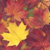 Serviette "Harvest Harmony"