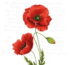 Serviette "Leuchtender Klatschmohn"
