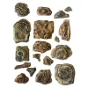 Soft Modellierform A5 "Silent Sea - Fossils"