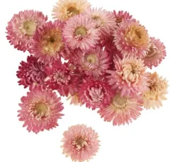 Strohblumenköpfe