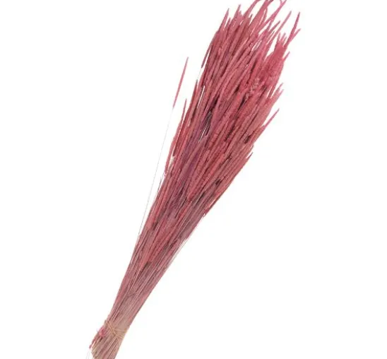 Trockenblumen "Phleum Pratensis"