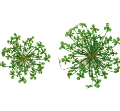 Trockenblumen Sortiment, 9 Tiegel
