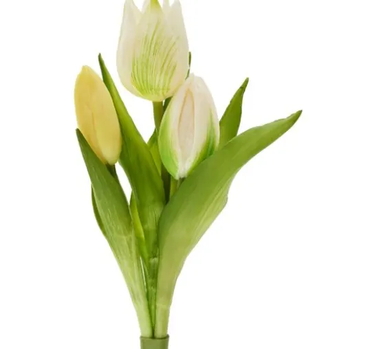Tulpen-Bund "Sally"